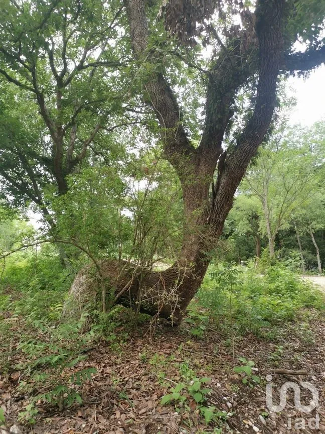 Terreno en Venta en El Pastor, Montemorelos, Nuevo León | NEX-272047 | iad México | Foto 8 de 8