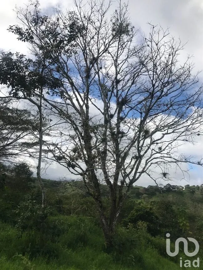 Terreno en Venta en Los Olivos, Tuxtla Gutiérrez, Chiapas | NEX-229688 | iad México | Foto 6 de 9
