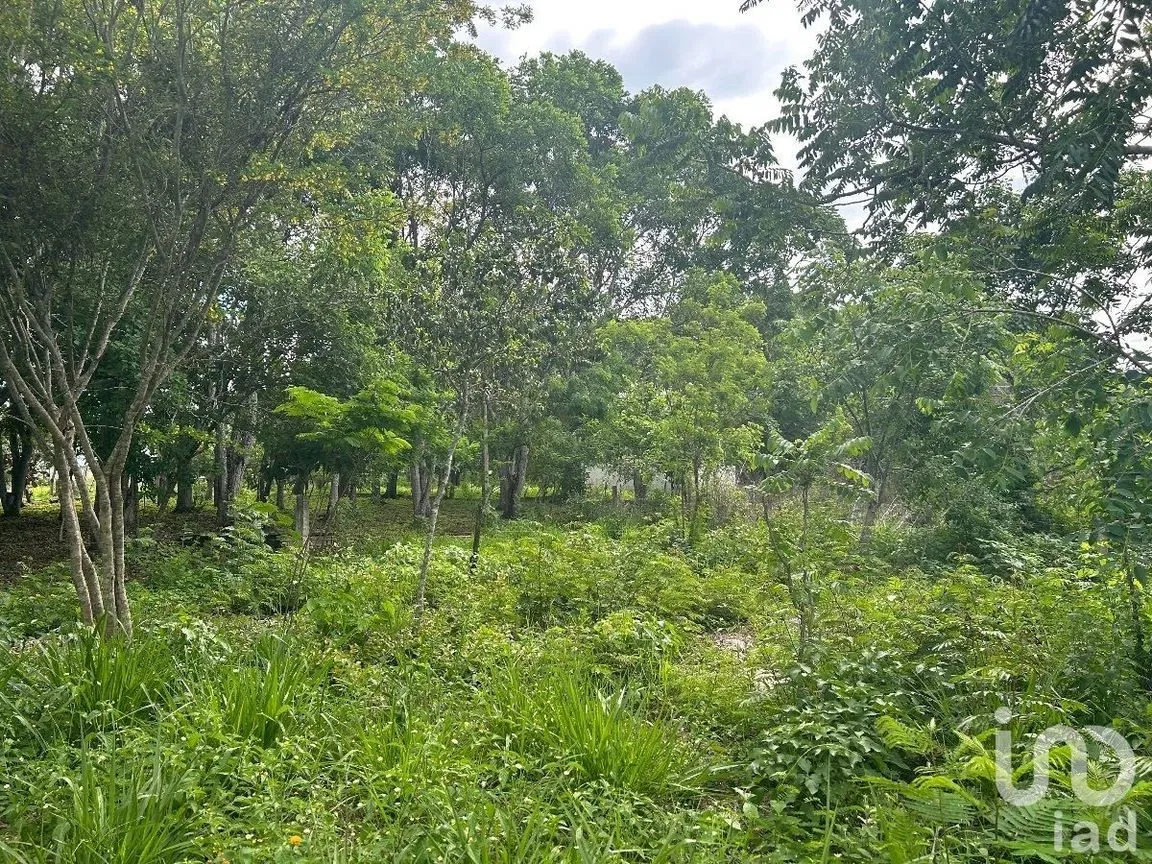 Terreno en Venta en San Marcos, Berriozábal, Chiapas | NEX-229706 | iad México | Foto 12 de 31