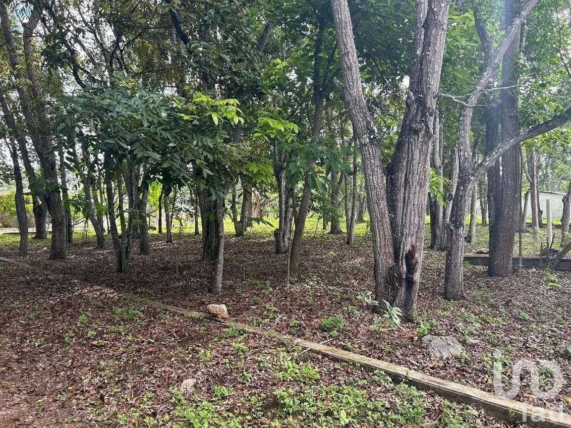 Terreno en Venta en San Marcos, Berriozábal, Chiapas | NEX-229706 | iad México | Foto 13 de 31