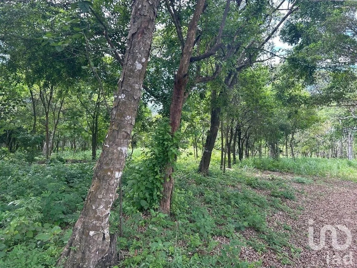 Terreno en Venta en San Marcos, Berriozábal, Chiapas | NEX-229706 | iad México | Foto 3 de 31