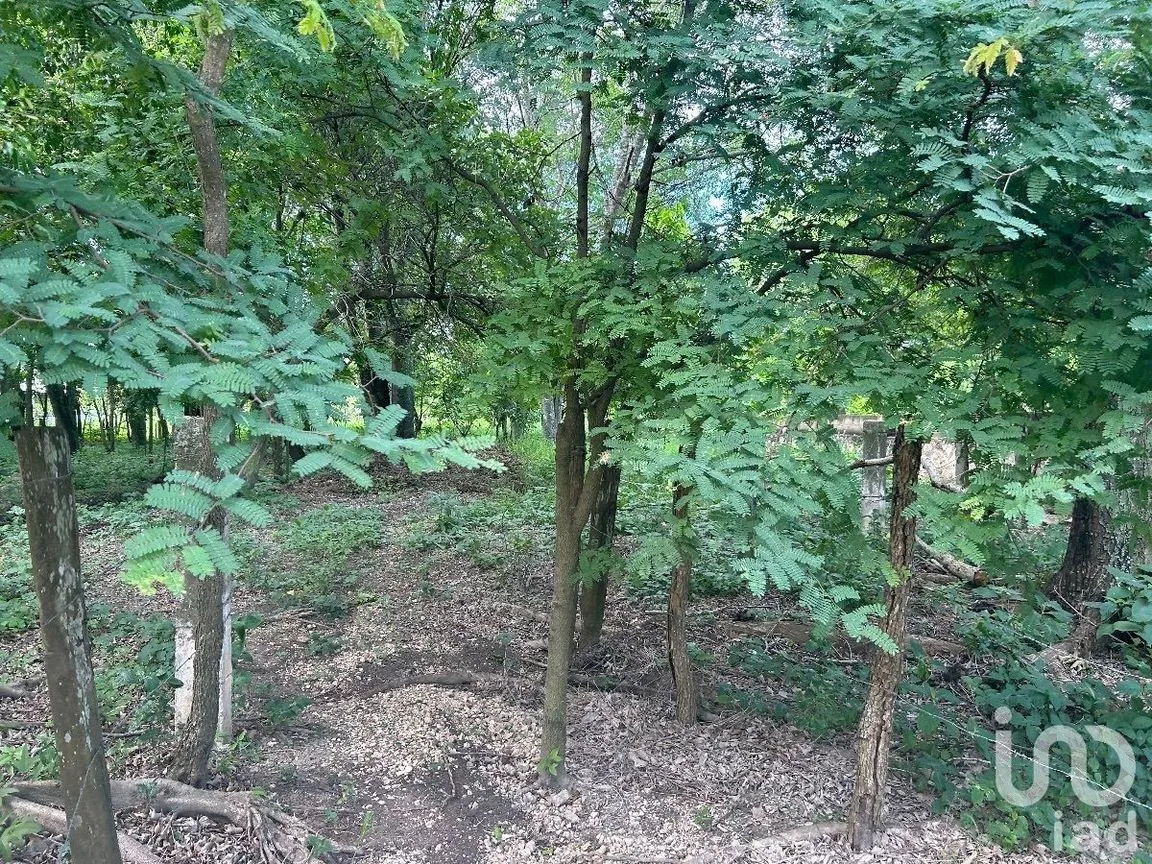 Terreno en Venta en San Marcos, Berriozábal, Chiapas | NEX-229706 | iad México | Foto 22 de 31