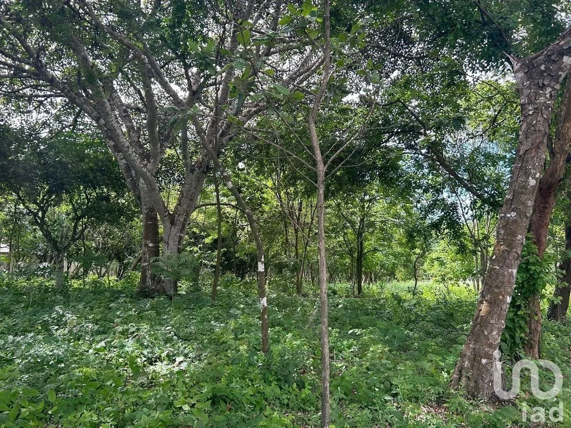 Terreno en Venta en San Marcos, Berriozábal, Chiapas | NEX-229706 | iad México | Foto 5 de 31