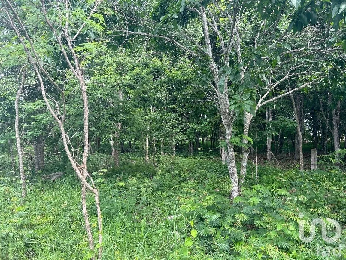Terreno en Venta en San Marcos, Berriozábal, Chiapas | NEX-229706 | iad México | Foto 10 de 31