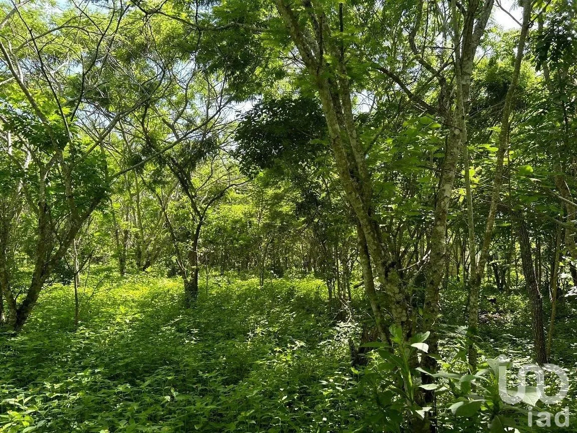 Terreno en Venta en San Antonio Bombano, Berriozábal, Chiapas | NEX-230297 | iad México | Foto 2 de 11