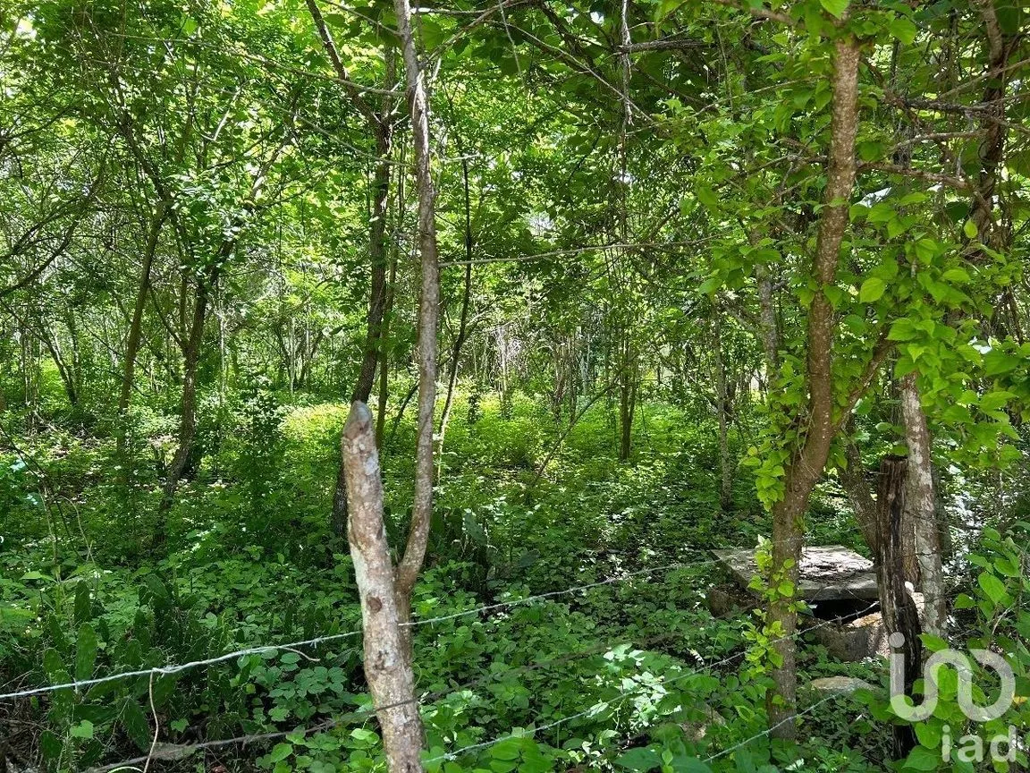 Terreno en Venta en San Antonio Bombano, Berriozábal, Chiapas | NEX-230297 | iad México | Foto 4 de 11
