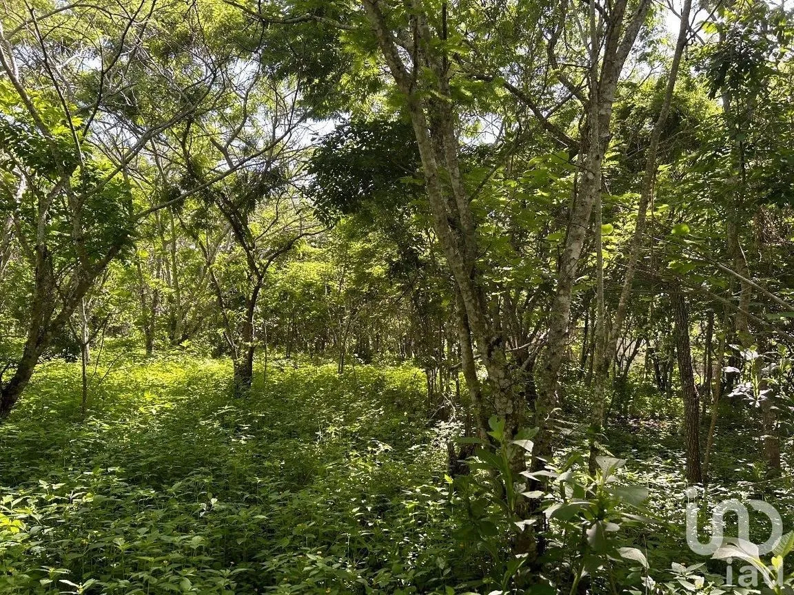 Terreno en Venta en San Antonio Bombano, Berriozábal, Chiapas | NEX-230297 | iad México | Foto 6 de 11