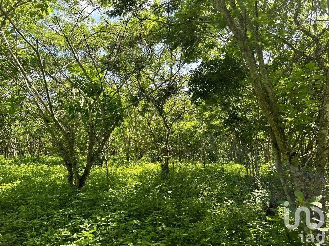 Terreno en Venta en San Antonio Bombano, Berriozábal, Chiapas | NEX-230297 | iad México | Foto 7 de 11