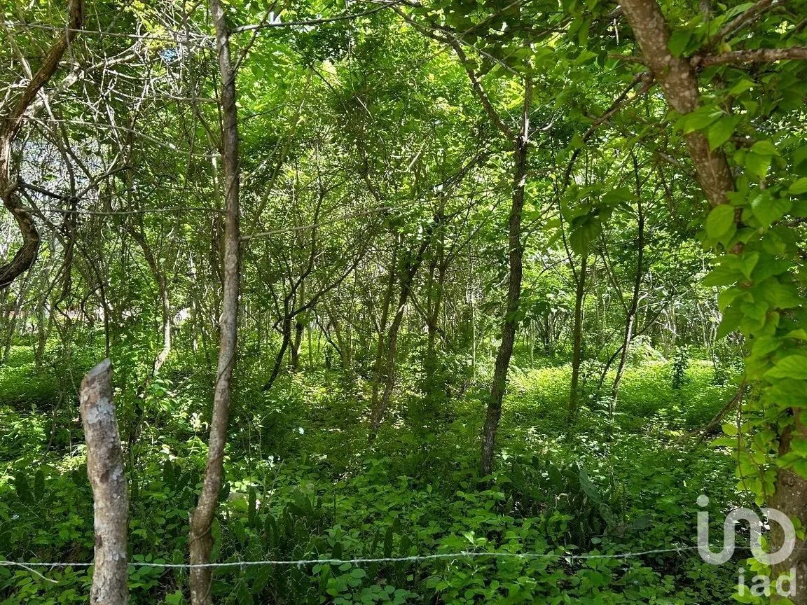 Terreno en Venta en San Antonio Bombano, Berriozábal, Chiapas | NEX-230297 | iad México | Foto 8 de 11