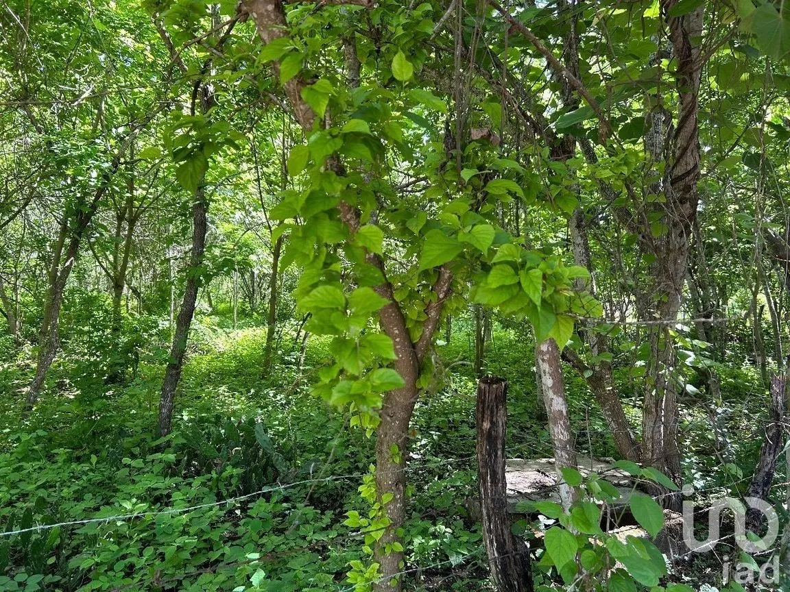 Terreno en Venta en San Antonio Bombano, Berriozábal, Chiapas | NEX-230297 | iad México | Foto 9 de 11