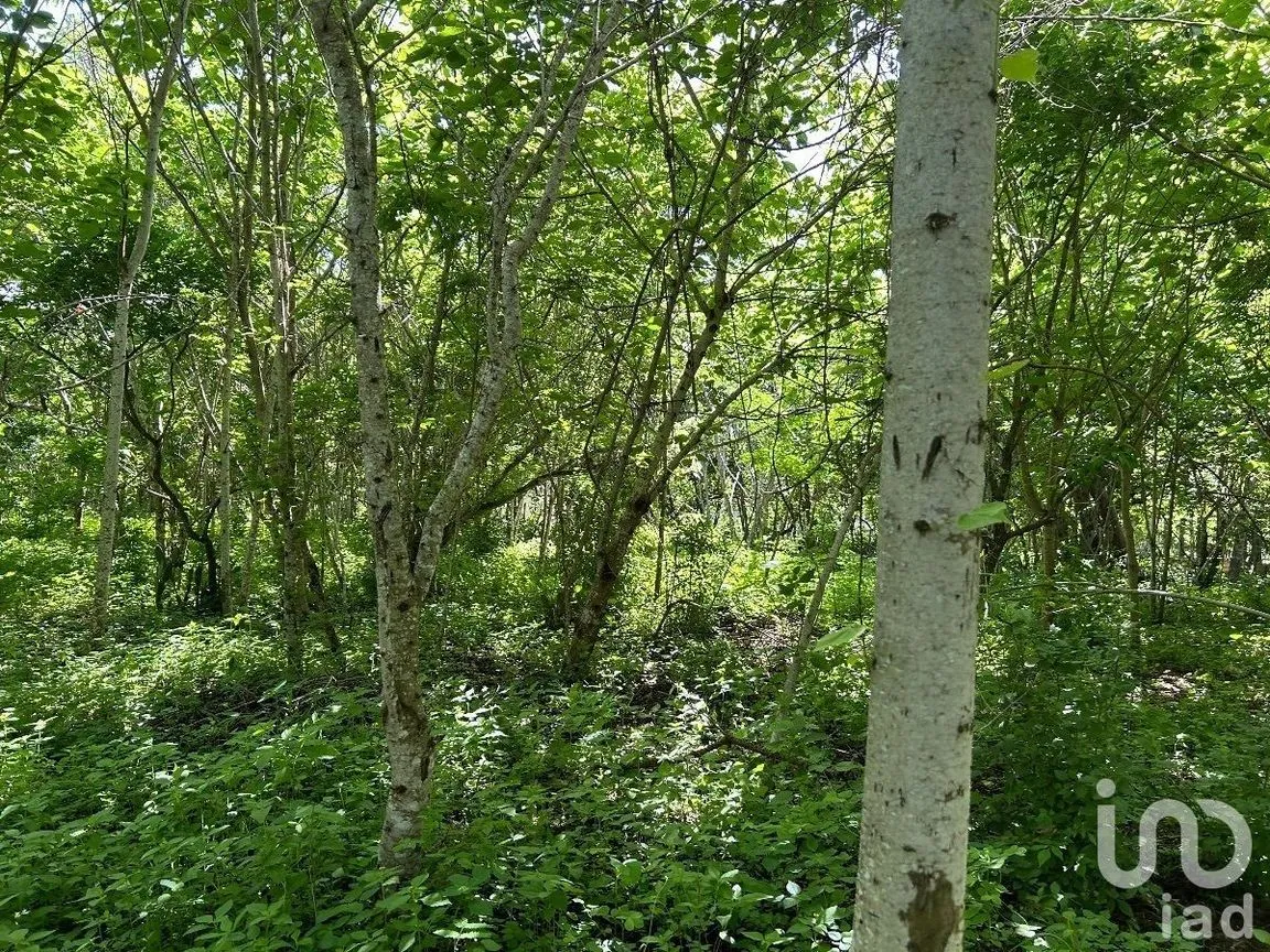 Terreno en Venta en San Antonio Bombano, Berriozábal, Chiapas | NEX-230297 | iad México | Foto 10 de 11