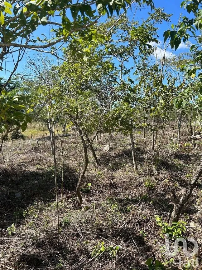Terreno en Venta en Amendu, Berriozábal, Chiapas | NEX-230298 | iad México | Foto 2 de 7