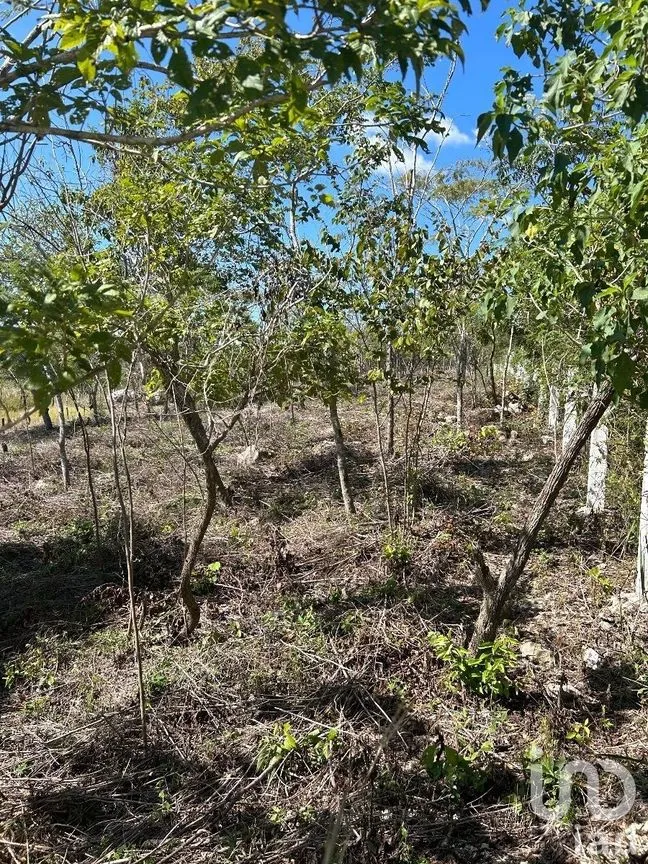 Terreno en Venta en Amendu, Berriozábal, Chiapas | NEX-230298 | iad México | Foto 3 de 7