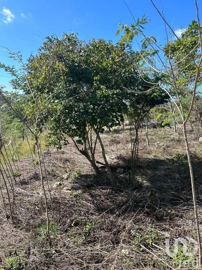 Terreno en Venta en Amendu, Berriozábal, Chiapas | NEX-230298 | iad México | Foto 4 de 7