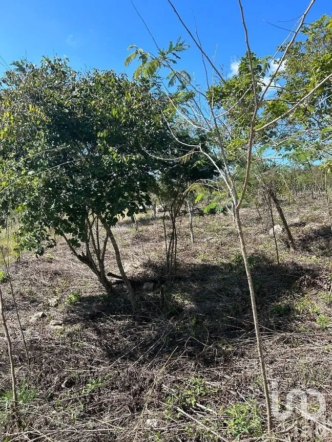 Terreno en Venta en Amendu, Berriozábal, Chiapas | NEX-230298 | iad México | Foto 5 de 7
