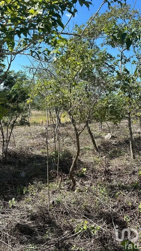 Terreno en Venta en Amendu, Berriozábal, Chiapas | NEX-230298 | iad México | Foto 7 de 7