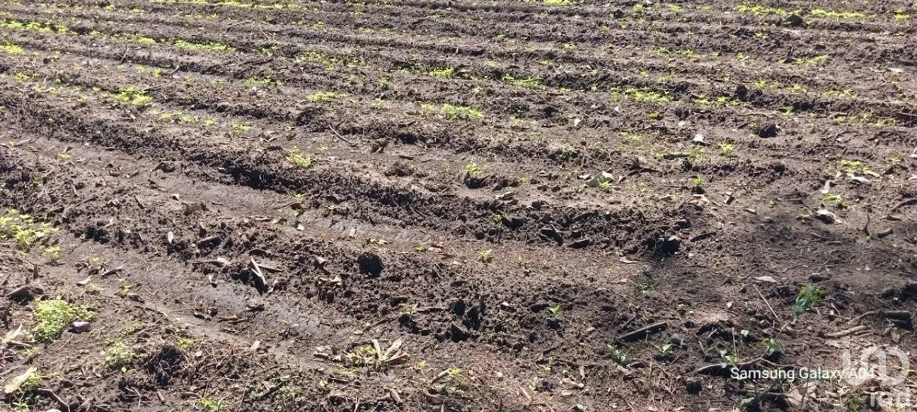 Terreno en Venta en Ciudad Hidalgo, Suchiate, Chiapas | NEX-230304 | iad México | Foto 6 de 7