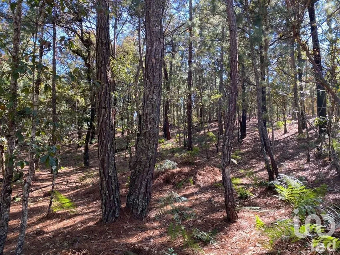 Terreno en Venta en Teopisca, Teopisca, Chiapas | NEX-227105 | iad México | Foto 6 de 10