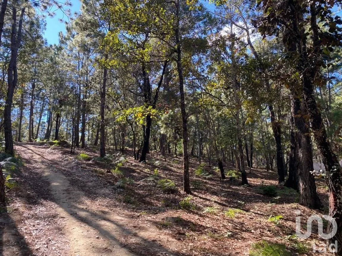 Terreno en Venta en Teopisca, Teopisca, Chiapas | NEX-227105 | iad México | Foto 9 de 10
