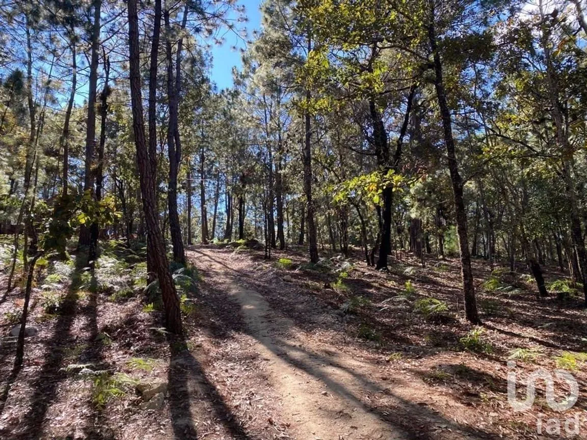 Terreno en Venta en Teopisca, Teopisca, Chiapas | NEX-227121 | iad México | Foto 6 de 6