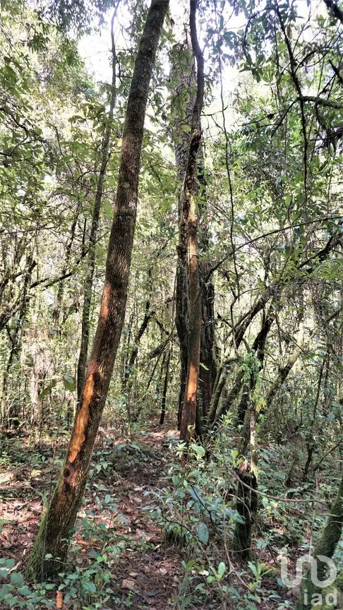 Terreno en Venta en Cuadrilla de Dolores, Valle de Bravo, Estado De México | NEX-227244 | iad México | Foto 7 de 8