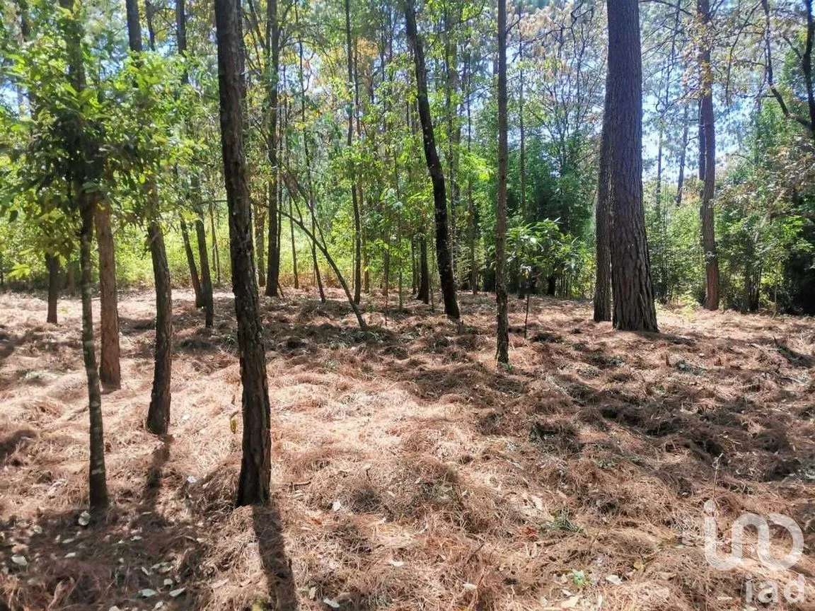 Terreno en Venta en Cerro Gordo, Valle de Bravo, Estado De México | NEX-227270 | iad México | Foto 6 de 10