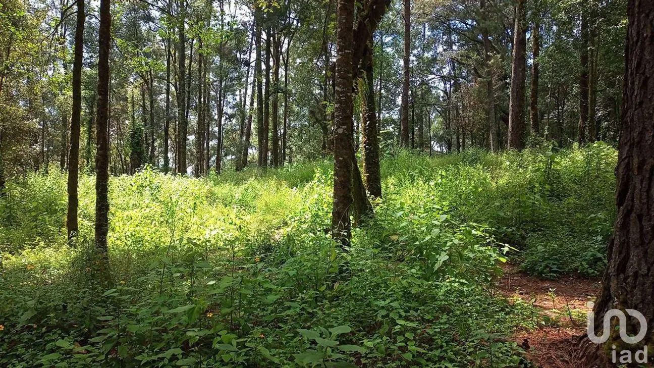 Terreno en Venta en San Simón el Alto, Valle de Bravo, Estado De México | NEX-227277 | iad México | Foto 3 de 12