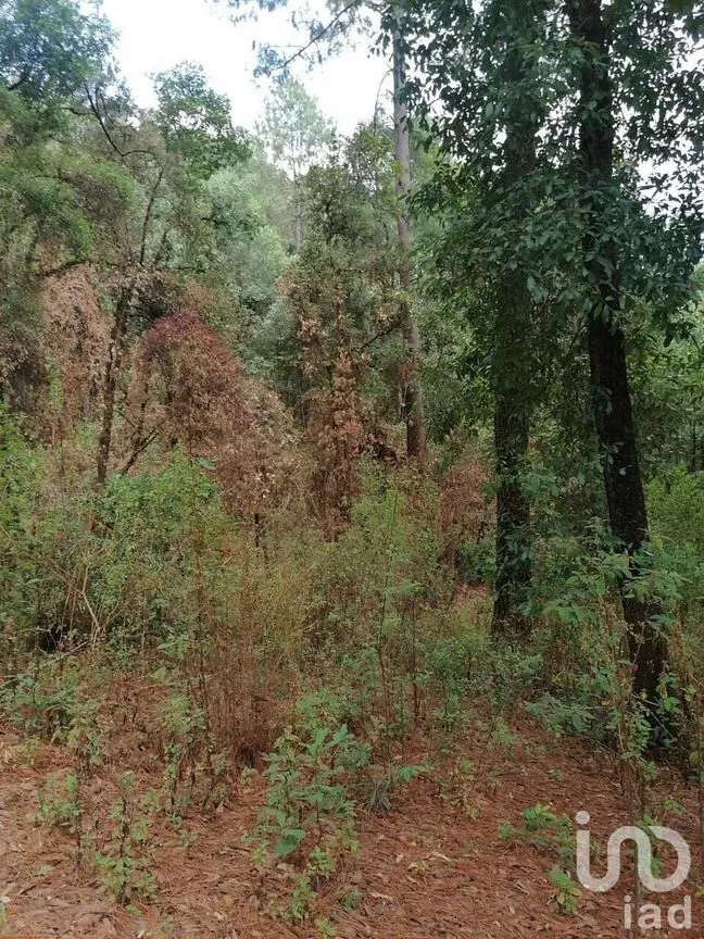Terreno en Venta en El Manzano, Valle de Bravo, Estado De México | NEX-227279 | iad México | Foto 1 de 5