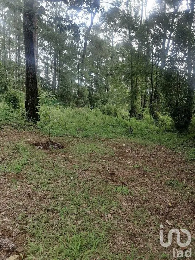 Terreno en Venta en Cerro Gordo, Valle de Bravo, Estado De México | NEX-227290 | iad México | Foto 7 de 10