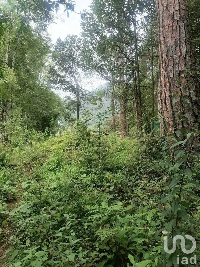 Terreno en Venta en Cerro Gordo, Valle de Bravo, Estado De México | NEX-227290 | iad México | Foto 9 de 10