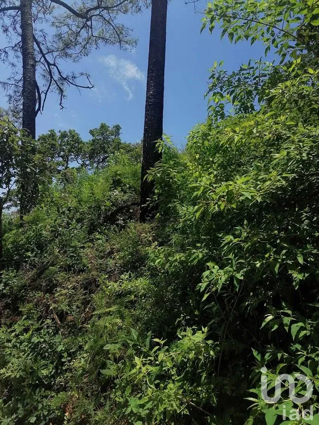 Terreno en Venta en San Gaspar, Valle de Bravo, Estado De México | NEX-227291 | iad México | Foto 10 de 10