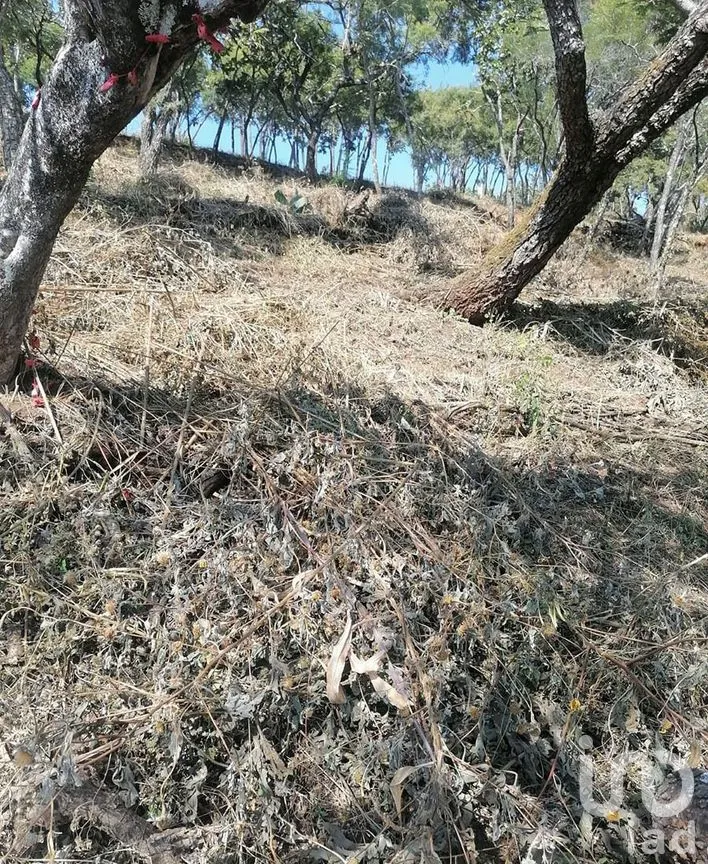 Terreno en Venta en San Gaspar, Valle de Bravo, Estado De México | NEX-227302 | iad México | Foto 10 de 13