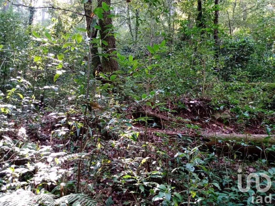 Terreno en Venta en Cerro Gordo, Valle de Bravo, Estado De México | NEX-227310 | iad México | Foto 6 de 9