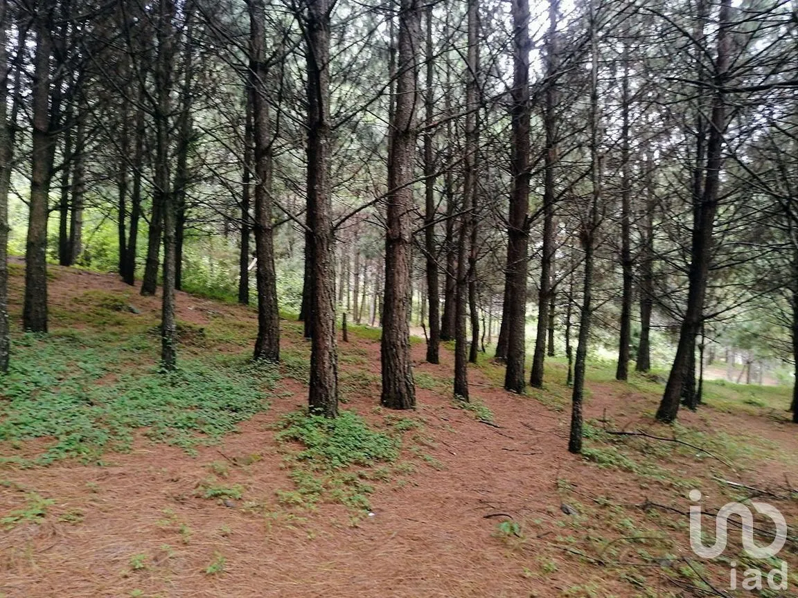 Terreno en Venta en Los Saúcos, Valle de Bravo, Estado De México | NEX-227316 | iad México | Foto 7 de 11