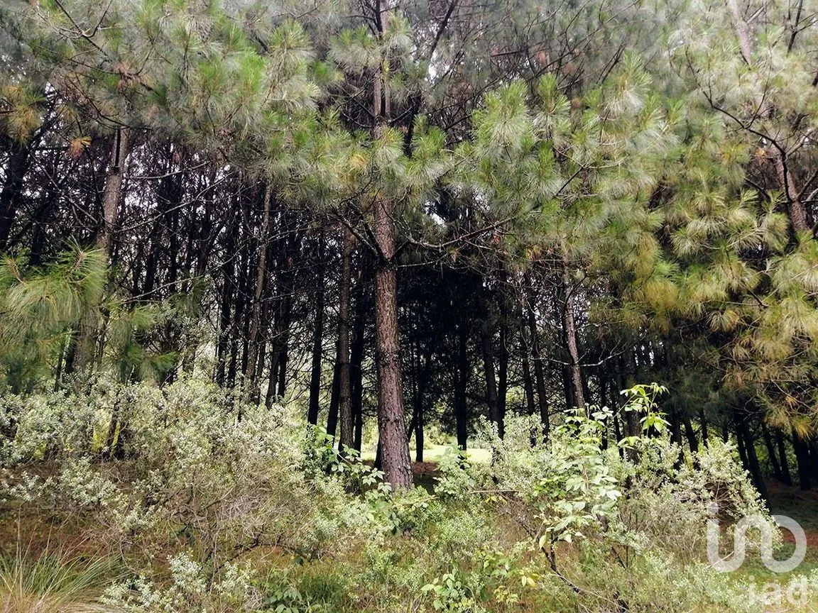 Terreno en Venta en Los Saúcos, Valle de Bravo, Estado De México | NEX-227316 | iad México | Foto 8 de 11