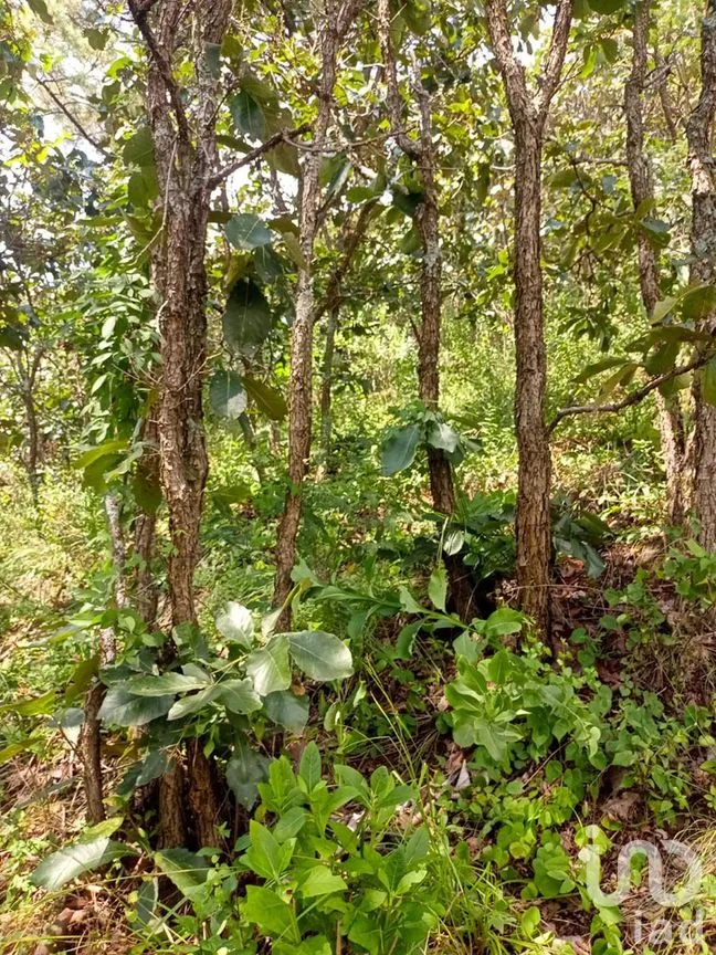 Terreno en Venta en San Gaspar, Valle de Bravo, Estado De México | NEX-227320 | iad México | Foto 9 de 14