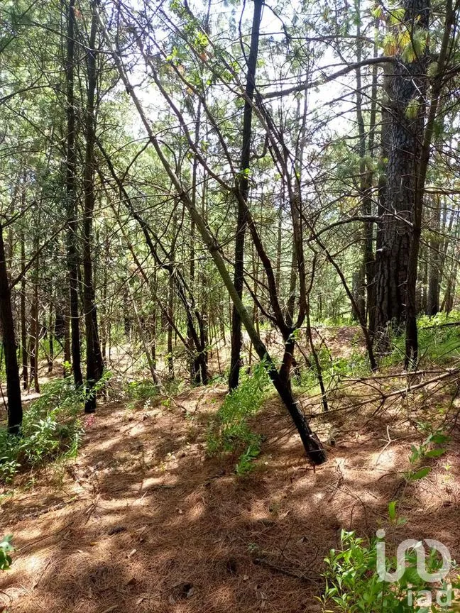 Terreno en Venta en Amanalco de Becerra, Amanalco, Estado De México | NEX-227322 | iad México | Foto 11 de 15