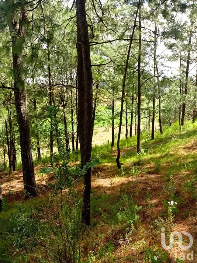 Terreno en Venta en Amanalco de Becerra, Amanalco, Estado De México | NEX-227322 | iad México | Foto 15 de 15