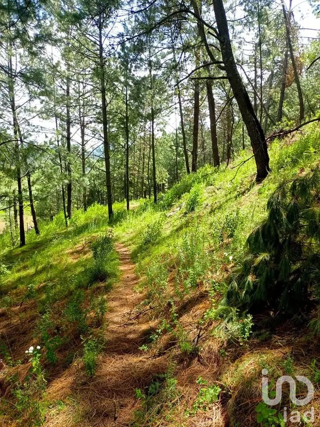 Terreno en Venta en Amanalco de Becerra, Amanalco, Estado De México | NEX-227322 | iad México | Foto 7 de 15