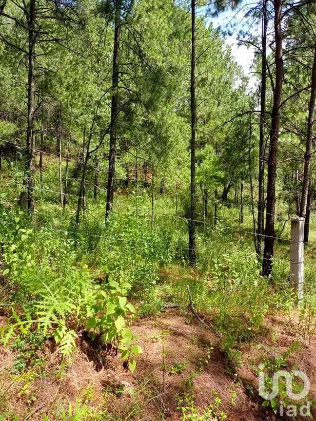 Terreno en Venta en Amanalco de Becerra, Amanalco, Estado De México | NEX-227322 | iad México | Foto 8 de 15