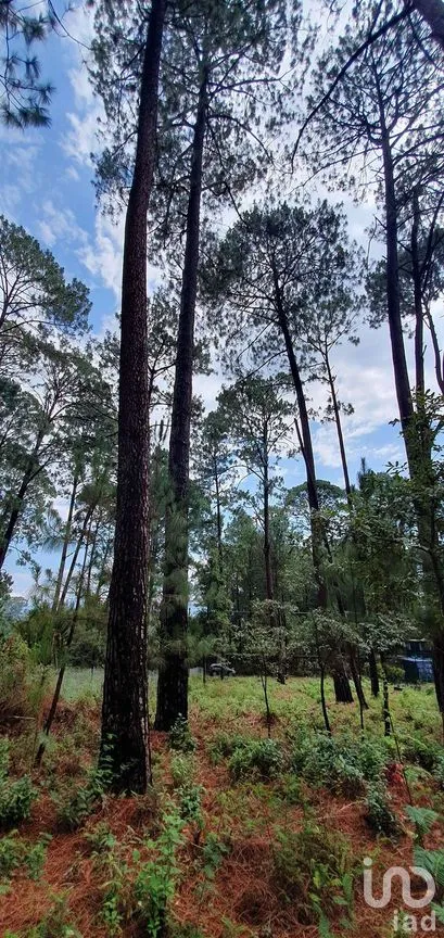 Terreno en Venta en Cerro Gordo, Valle de Bravo, Estado De México | NEX-227327 | iad México | Foto 13 de 13