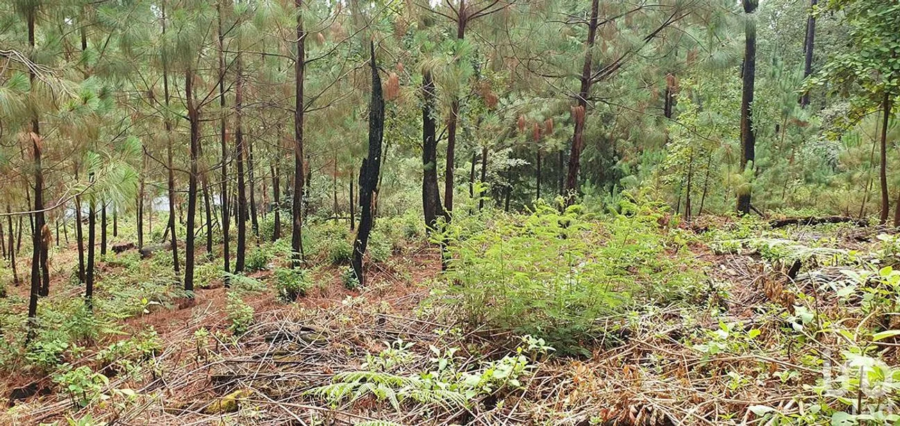 Terreno en Venta en Cerro Gordo, Valle de Bravo, Estado De México | NEX-227327 | iad México | Foto 7 de 13