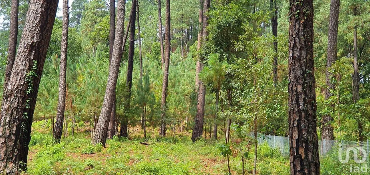 Terreno en Venta en Cerro Gordo, Valle de Bravo, Estado De México | NEX-227327 | iad México | Foto 10 de 13
