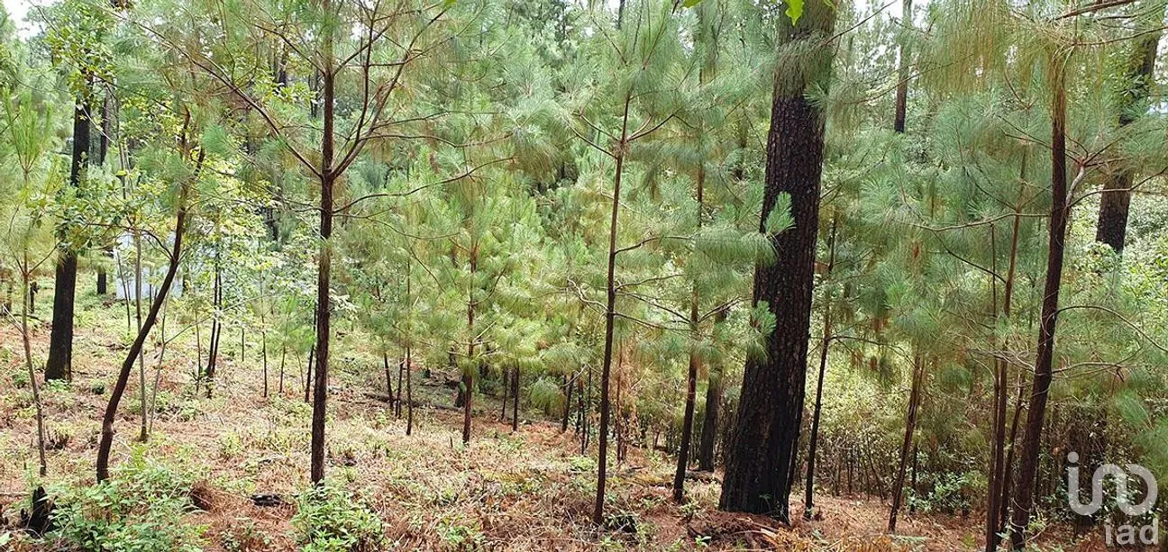Terreno en Venta en Cerro Gordo, Valle de Bravo, Estado De México | NEX-227327 | iad México | Foto 1 de 13