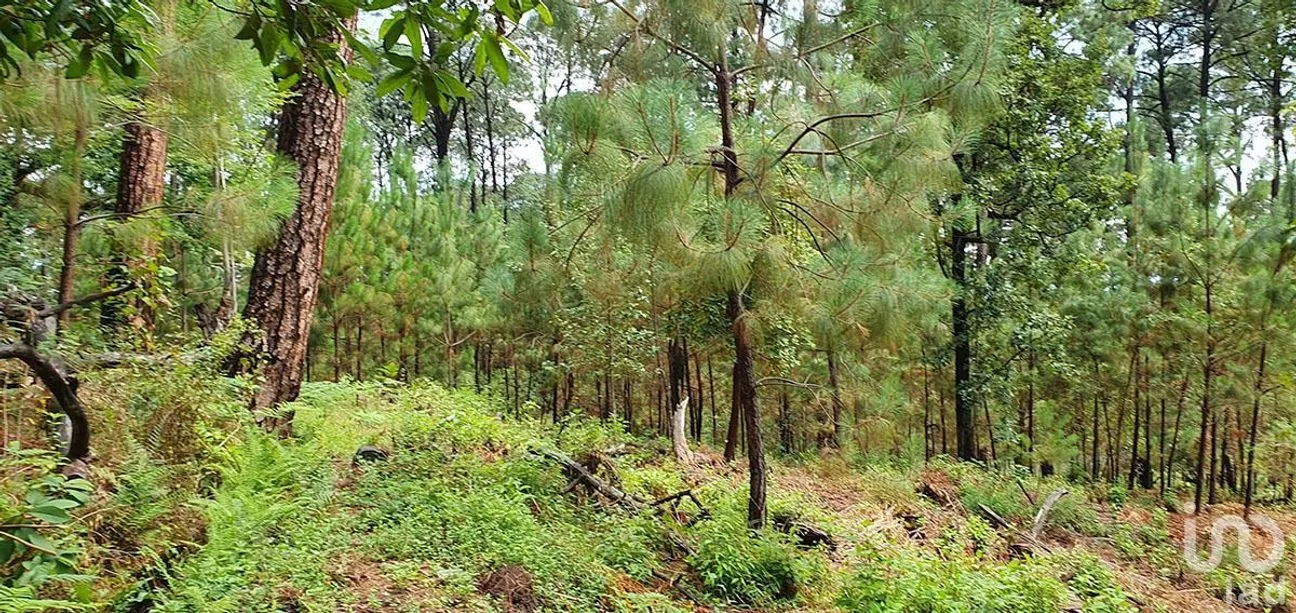 Terreno en Venta en Cerro Gordo, Valle de Bravo, Estado De México | NEX-227328 | iad México | Foto 1 de 13