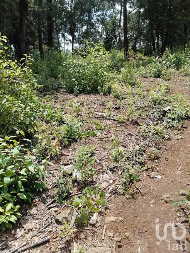 Terreno en Venta en Cerro Gordo, Valle de Bravo, Estado De México | NEX-227333 | iad México | Foto 3 de 9