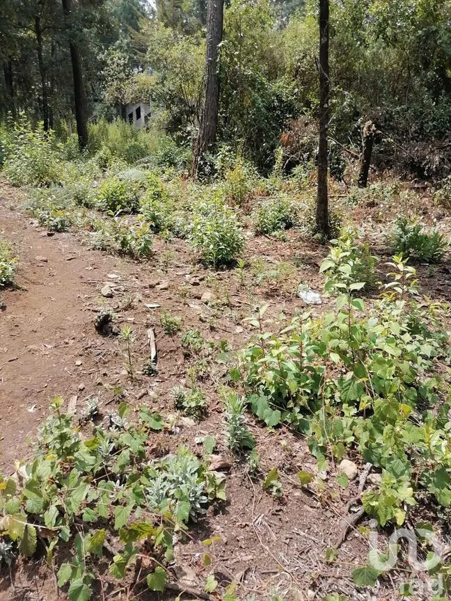 Terreno en Venta en Cerro Gordo, Valle de Bravo, Estado De México | NEX-227333 | iad México | Foto 4 de 9