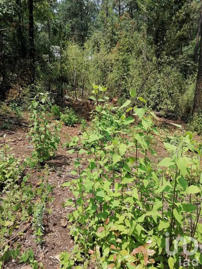 Terreno en Venta en Cerro Gordo, Valle de Bravo, Estado De México | NEX-227333 | iad México | Foto 6 de 9