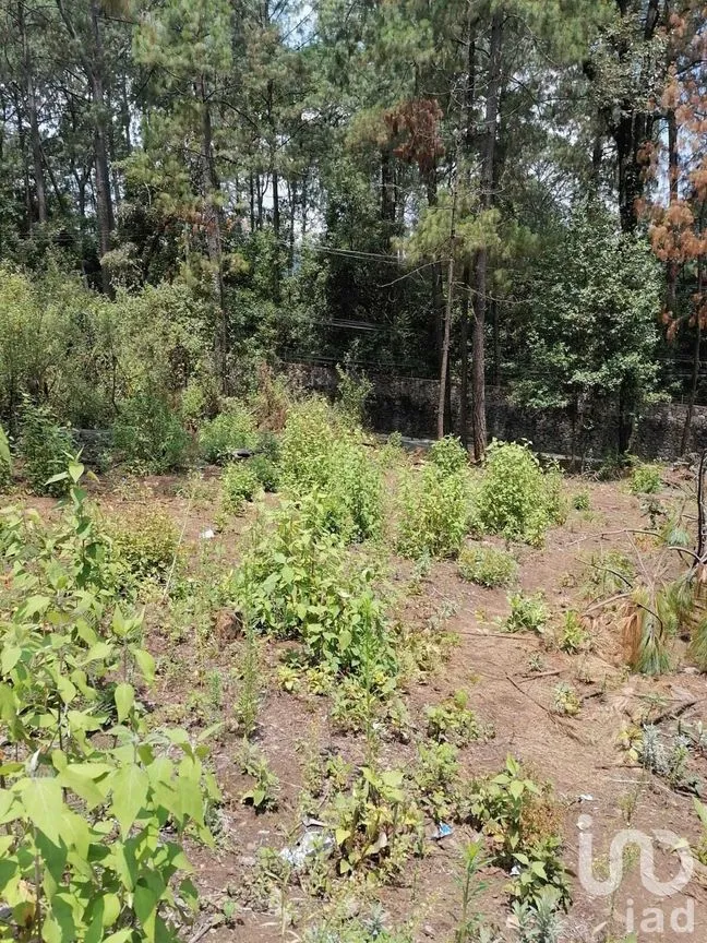 Terreno en Venta en Cerro Gordo, Valle de Bravo, Estado De México | NEX-227333 | iad México | Foto 7 de 9