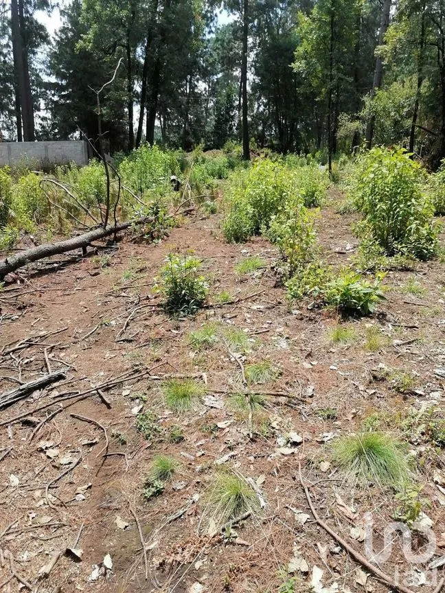 Terreno en Venta en Cerro Gordo, Valle de Bravo, Estado De México | NEX-227333 | iad México | Foto 8 de 9